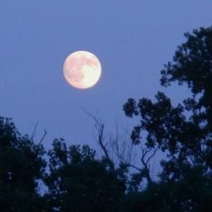 Meet your Posher, Nikki