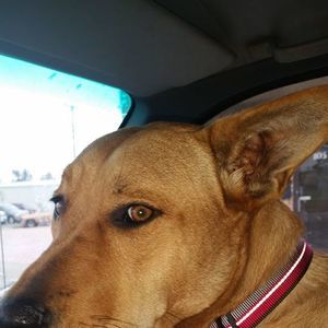 Meet your Posher, Annie