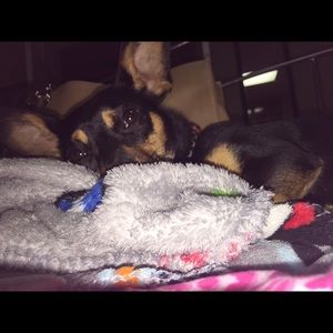 Meet your Posher, Callie