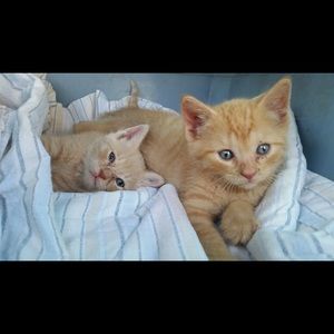 Meet your Posher, Sparkle