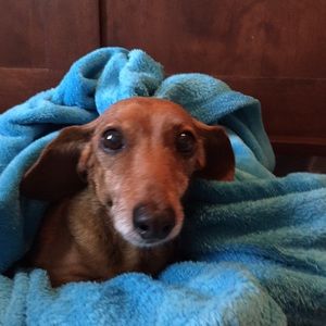 Meet your Posher, Shawn