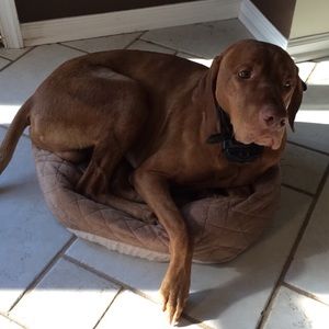 Meet your Posher, Frank