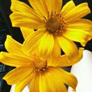 Meet your Posher, Frances