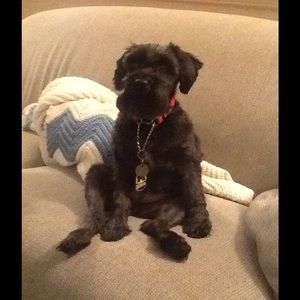 Meet your Posher, Janet