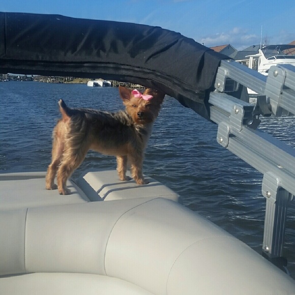 Meet Your Posher😘 - Picture 2 of 4