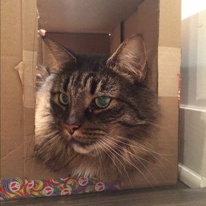 Meet your Posher, Lulu