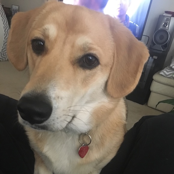 🧜🏼‍♀️Meet Your Posher🧜🏼‍♀️ - Picture 2 of 6