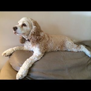 Meet your Posher, Suzi