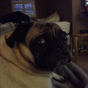 Meet your Posher, Blake