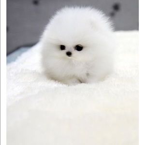 Meet your Posher, Chrissy