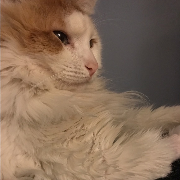 Meet your Posher, Christina - Picture 2 of 6