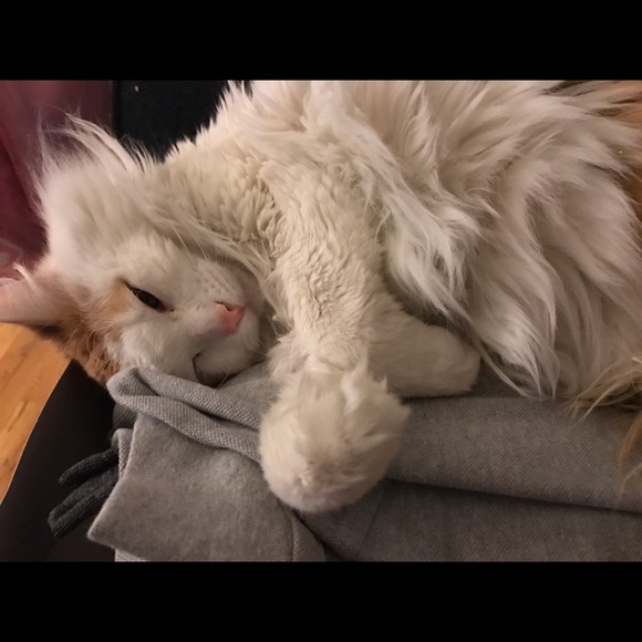 Meet your Posher, Christina - Picture 4 of 6