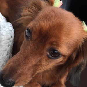 Meet your Posher, Michele