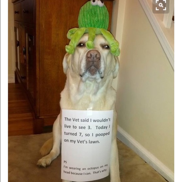 Meet your Posher, Danielle - Picture 1 of 1