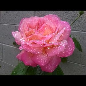 Meet your Posher, Veronica