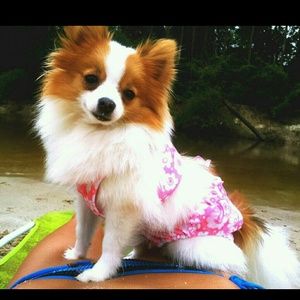 Meet your Posher, Dusty