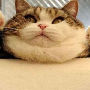 Meet your Posher, Enily