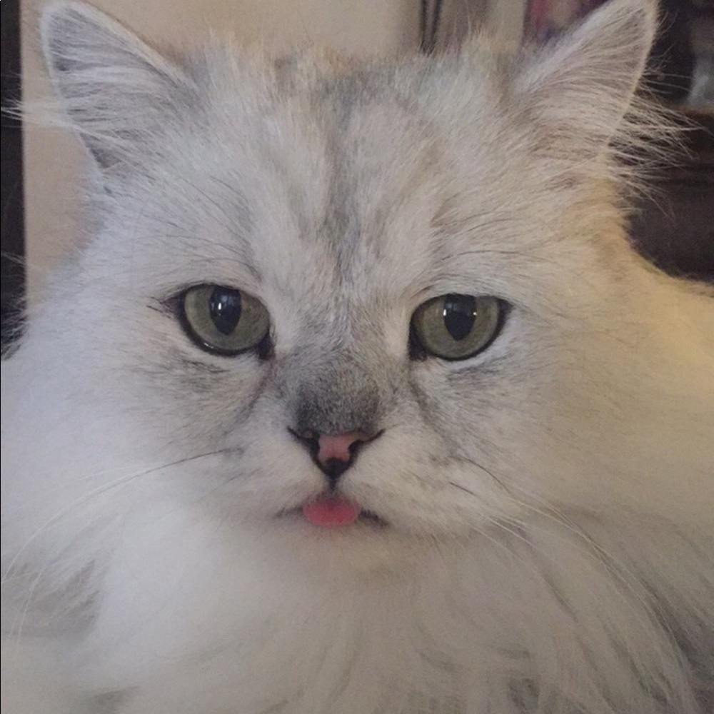 Meet your Posher, Tina