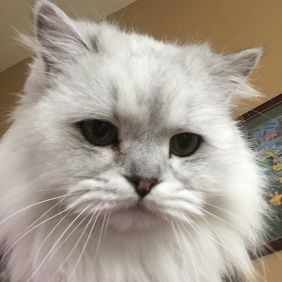 Meet your Posher, Tina - Picture 2 of 2