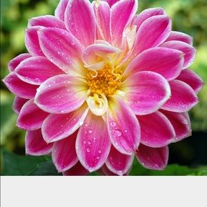 Meet your Posher, Eli