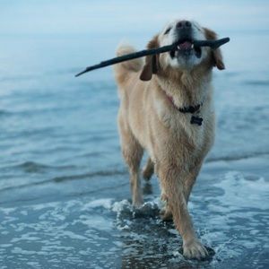 Meet your Posher, Sam