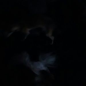 Meet your Posher, Elsie