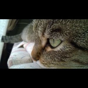 Meet your Posher, Katir