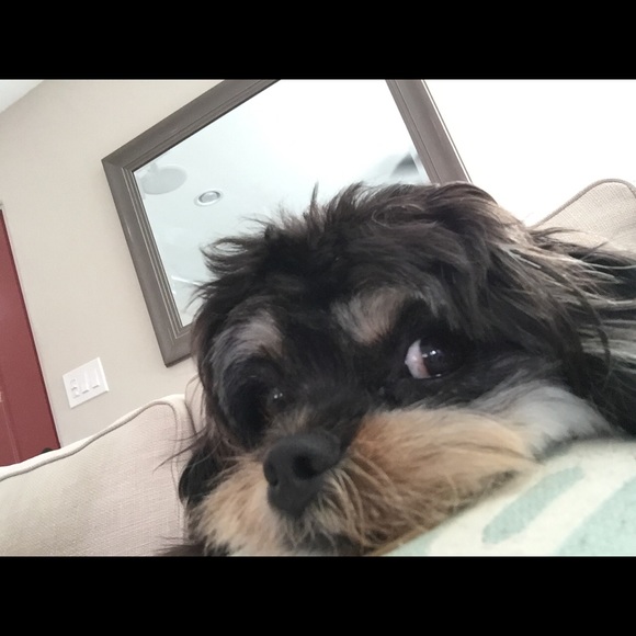 Meet your Posher, Susan - Picture 1 of 1