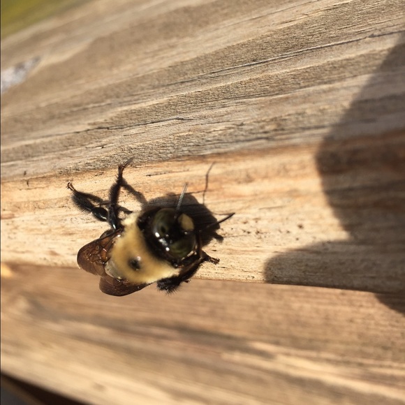 Meet your Posher, Brittney - Picture 1 of 1