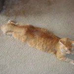 Meet your Posher, Charlene