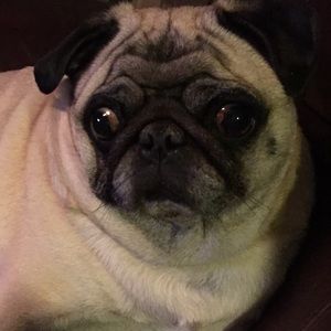 Meet your Posher, Martha