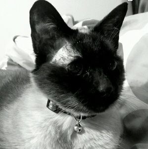 Meet your Posher, Brittany