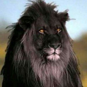 Meet your Posher, Pam