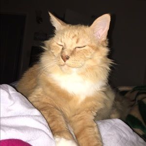 Meet your Posher, Mia