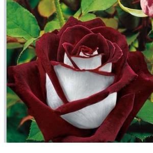 Meet your Posher, Cyndi