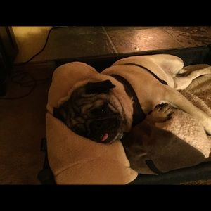 Meet your Posher, Annie