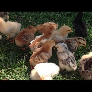 Meet your Posher, Danielle