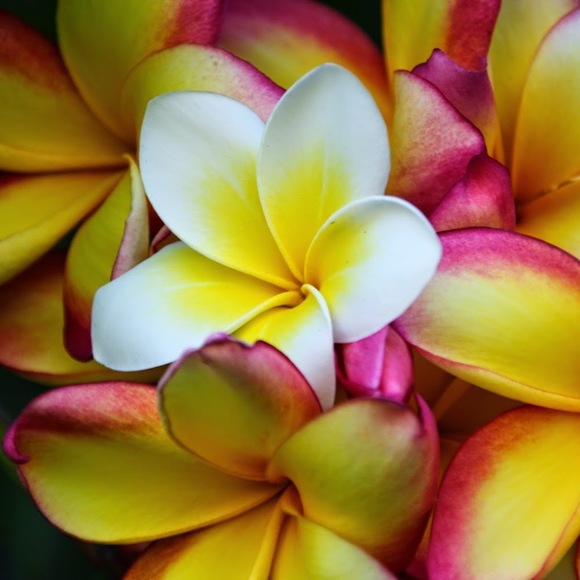 Meet your Posher, Steena