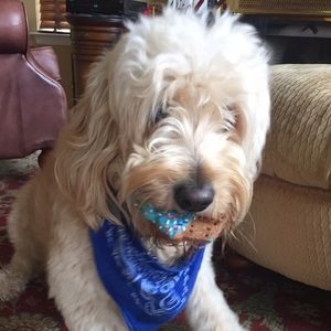 Meet your Posher, Dee