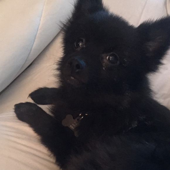 Meet your Posher, Tinsley - Picture 2 of 2