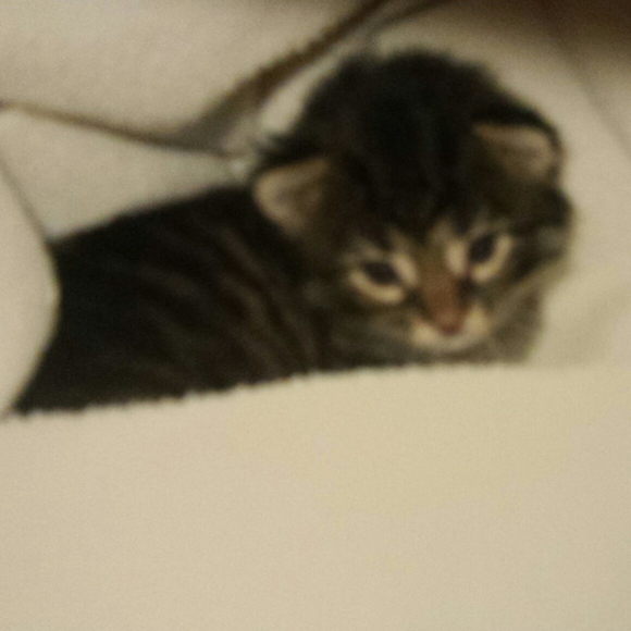 Meet your Posher, Lisa - Picture 1 of 1