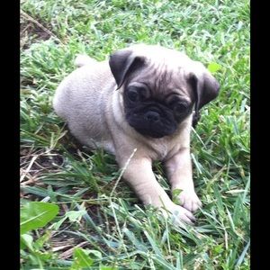 Meet your Posher, Casey