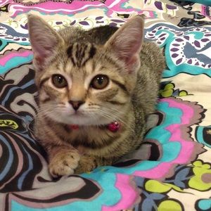 Meet your Posher, Nicole