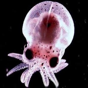 Meet your Posher, Cassie