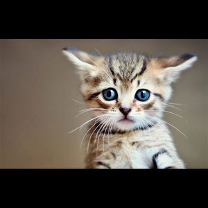 Meet your Posher, Taylor