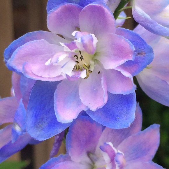 Meet your Posher, Kathy - Picture 1 of 1