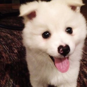 Meet your Posher, Winston