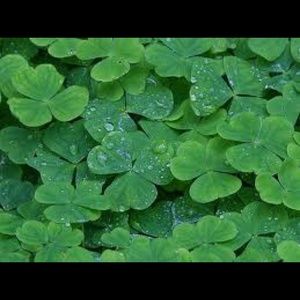 Meet your Posher, Colleen