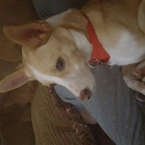 Meet your Posher, Morgan