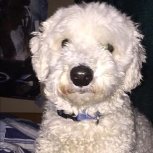 Meet your Posher, Gracie